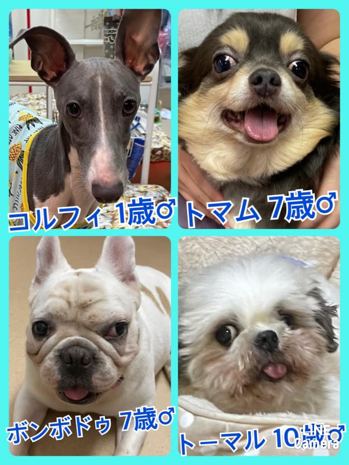 🐾今日の里親様募集中ワンコ🐶メンバーです🐾2021,9,13